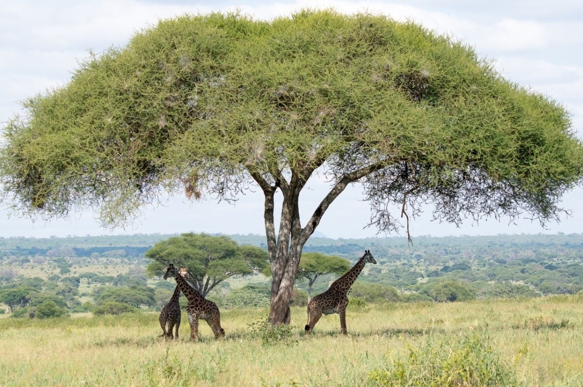 11 Days Safari Tanzania