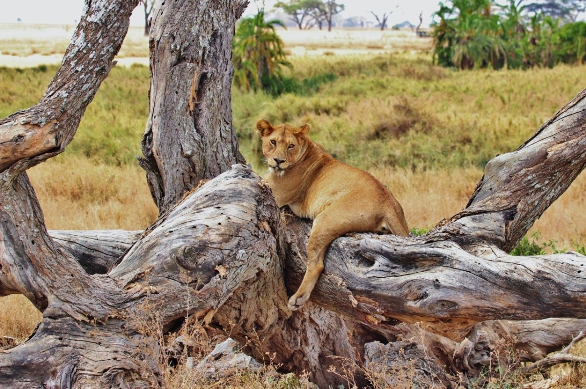 11 Days Safari Tanzania