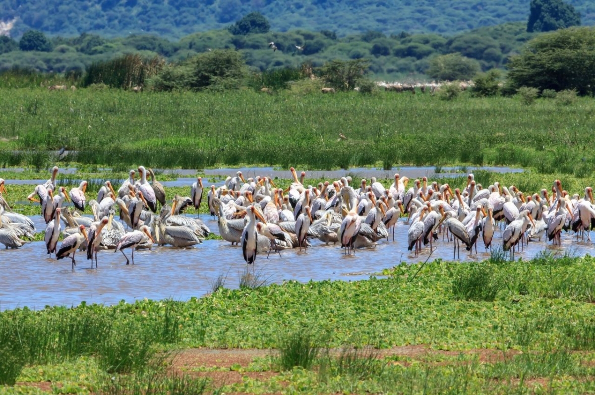 11 Days Safari Tanzania