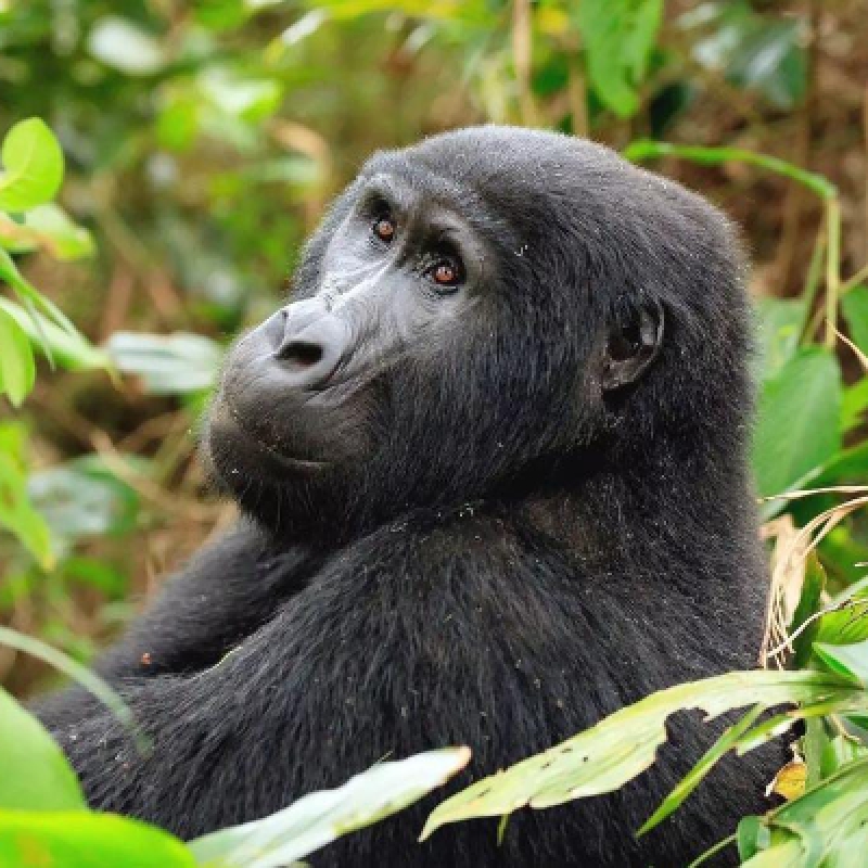 3 DAYS GORILLA TREKKING SAFARI IN UGANDA