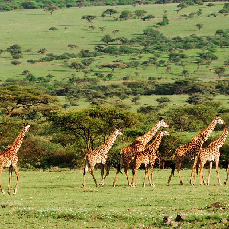 6 / DAYS 5 / NIGHTS - THE GREAT MIGRATION SAFARIS SERENGETI LUXURY PACKAGE ALL-INCLUSIVE