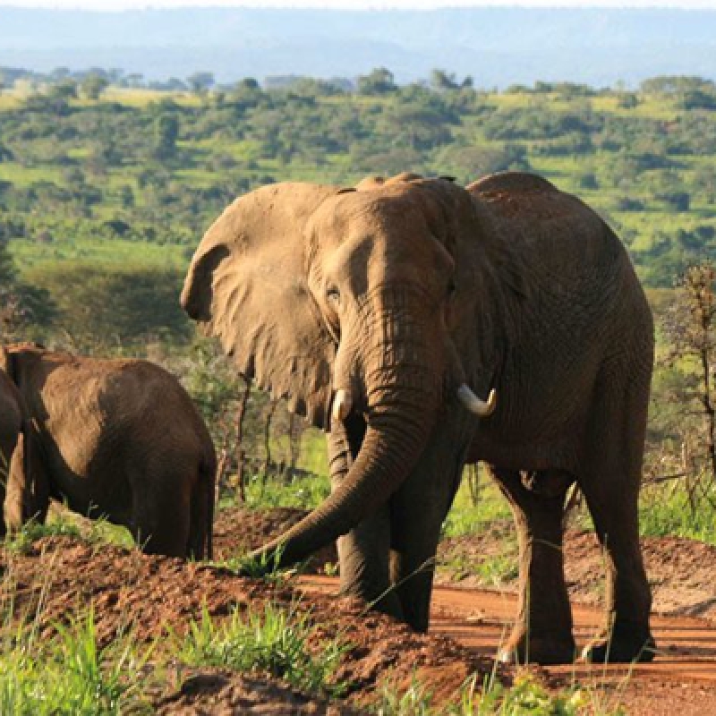 4 DAYS UGANDA WILDLIFE AND CHIMPANZEE TREEKING SAFARI