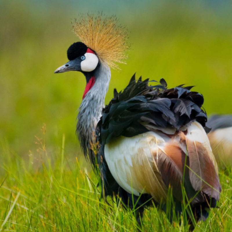 6 Days Bird Watching Safari in Uganda to Entebbe Zoo, Lake Mburo and Semuliki Forest National Parks