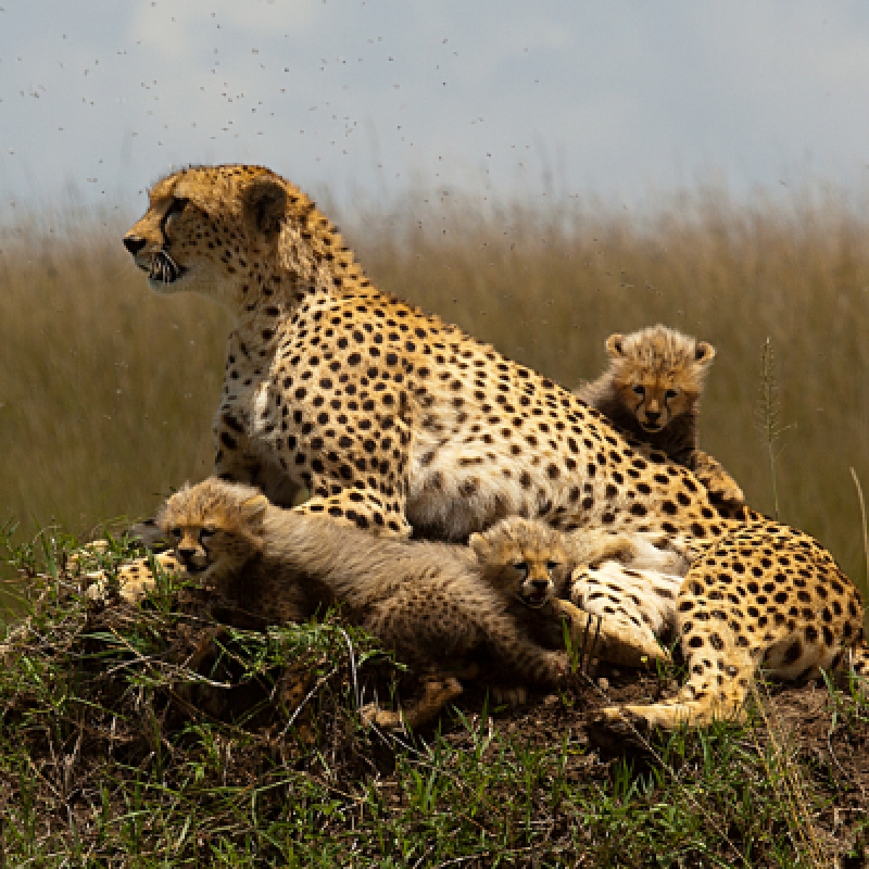 Wildlife Safari: 5-Day Maasai Mara, Lake Nakuru & Naivasha