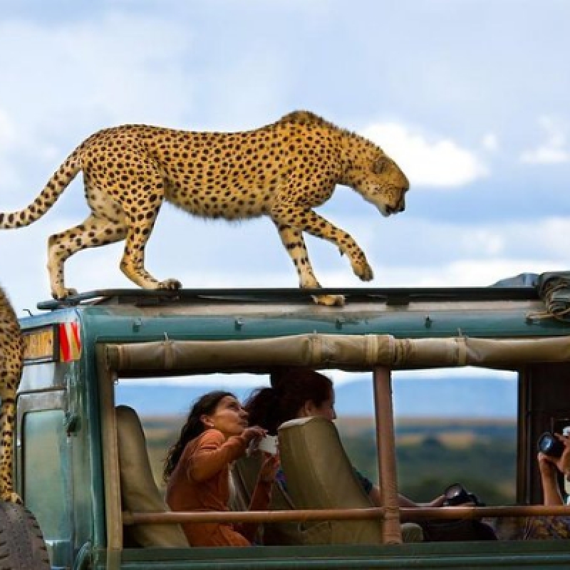 Wildlife Safari: 5-Day Maasai Mara, Lake Nakuru & Naivasha