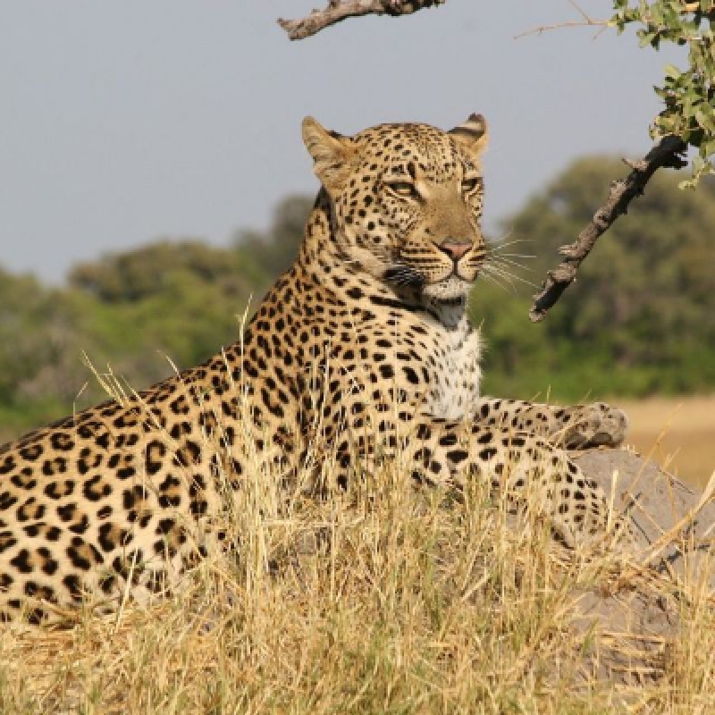 Maasai Mara Adventure: A Thrilling 3-Day Safari from Nairobi