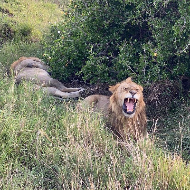 4 Days lake Nakuru and Masai mara 4x4 Jeep private safari.