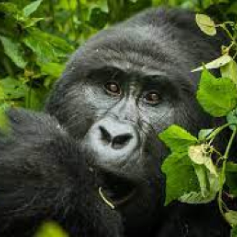 3 DAYS GORILLA TRACKING IN UGANDA /BWINDI FOREST