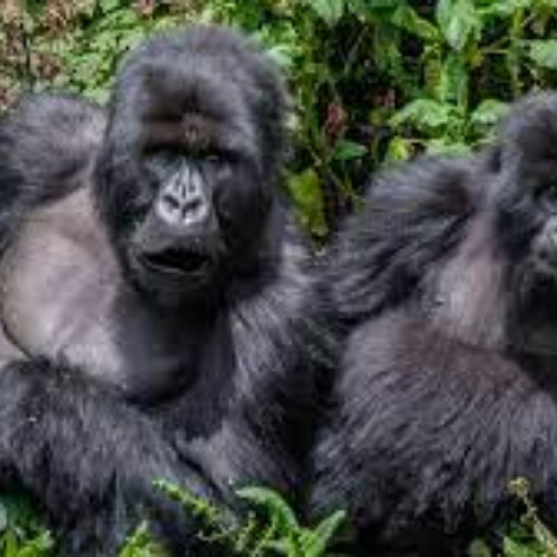 3 DAYS GORILLA TRACKING IN UGANDA /BWINDI FOREST