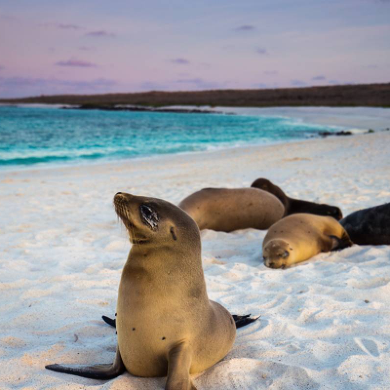 7 Days Galapagos Expedition: San Cristobal & Santa Cruz Island