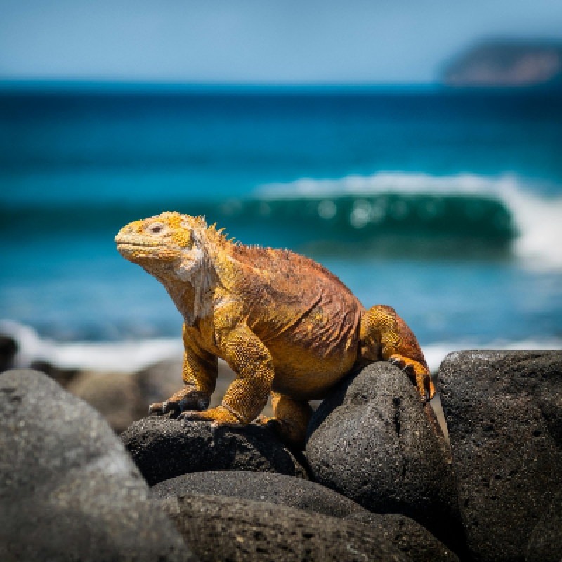 5 Days Galapagos Expedition Tour