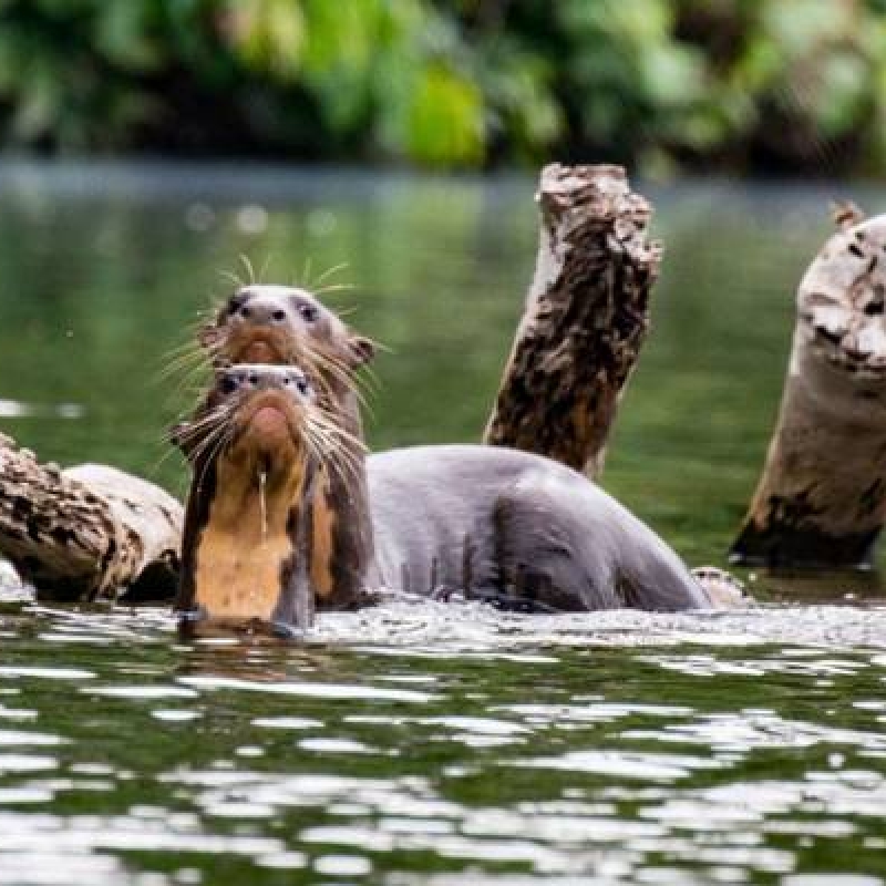 8 Days Cuyabeno Wildlife Reserve and Middle of the World Discovery