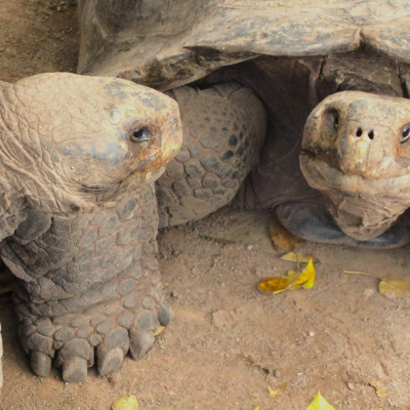 10 Days Galapagos Highlights Small Group Tour