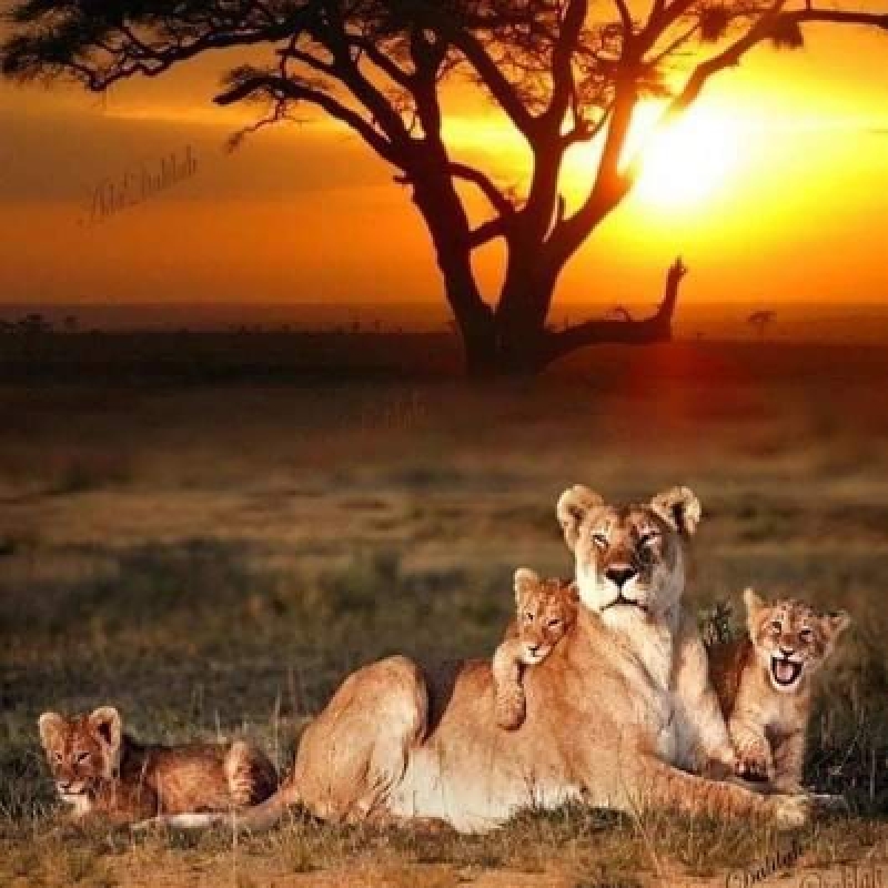 Big Five Safari and Zanzibar Beach Holiday