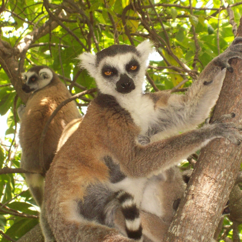 Ring tail lemurs Madagascar