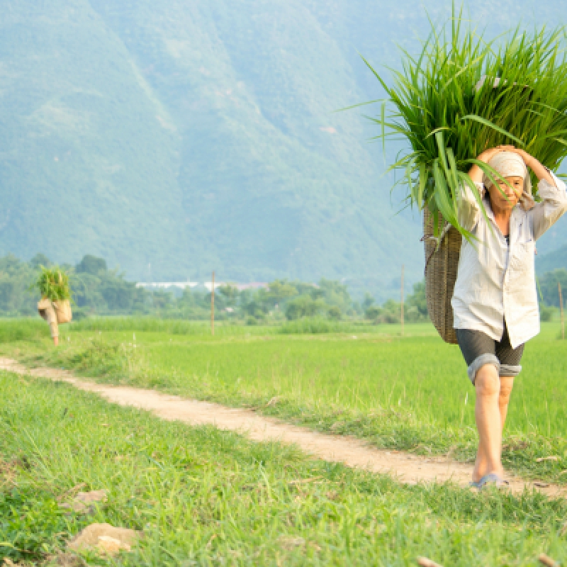 Vietnam homestay tour: Encounter the culture, feel the lifestyle