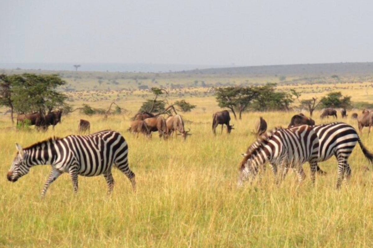 6 Days Samburu Frontier, Lake Nakuru Paradise & Masai Mara Wildlife Park