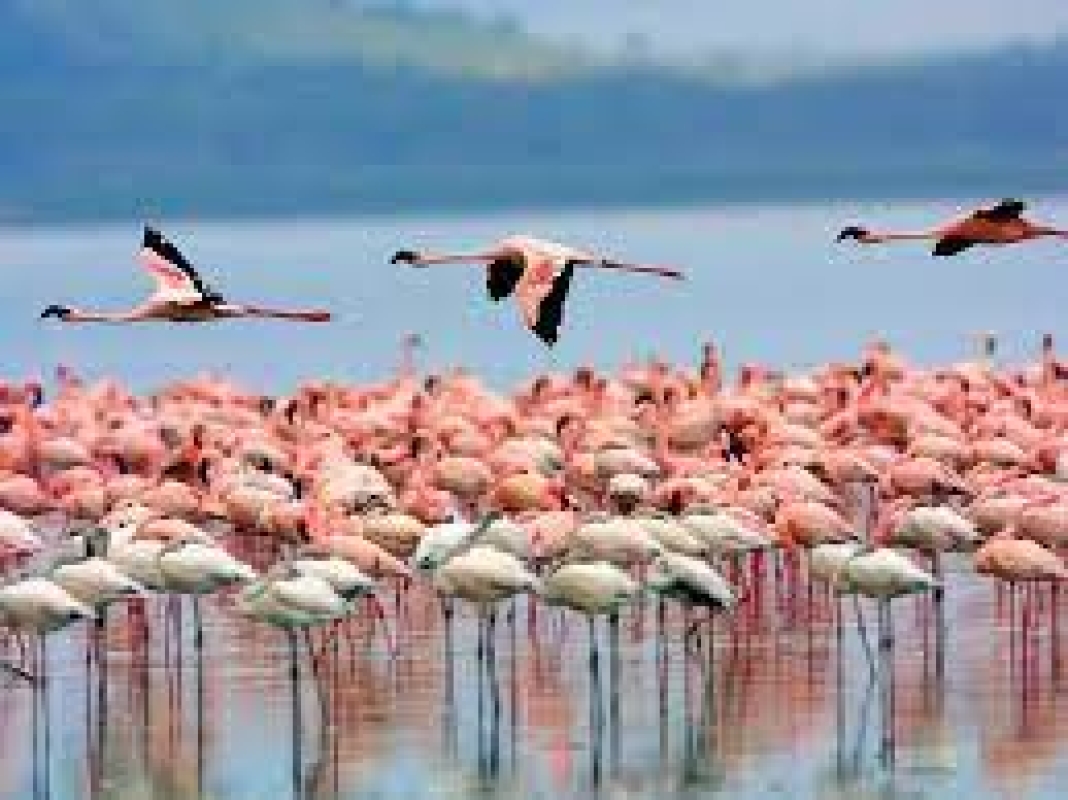 6 Days Samburu Frontier, Lake Nakuru Paradise & Masai Mara Wildlife Park