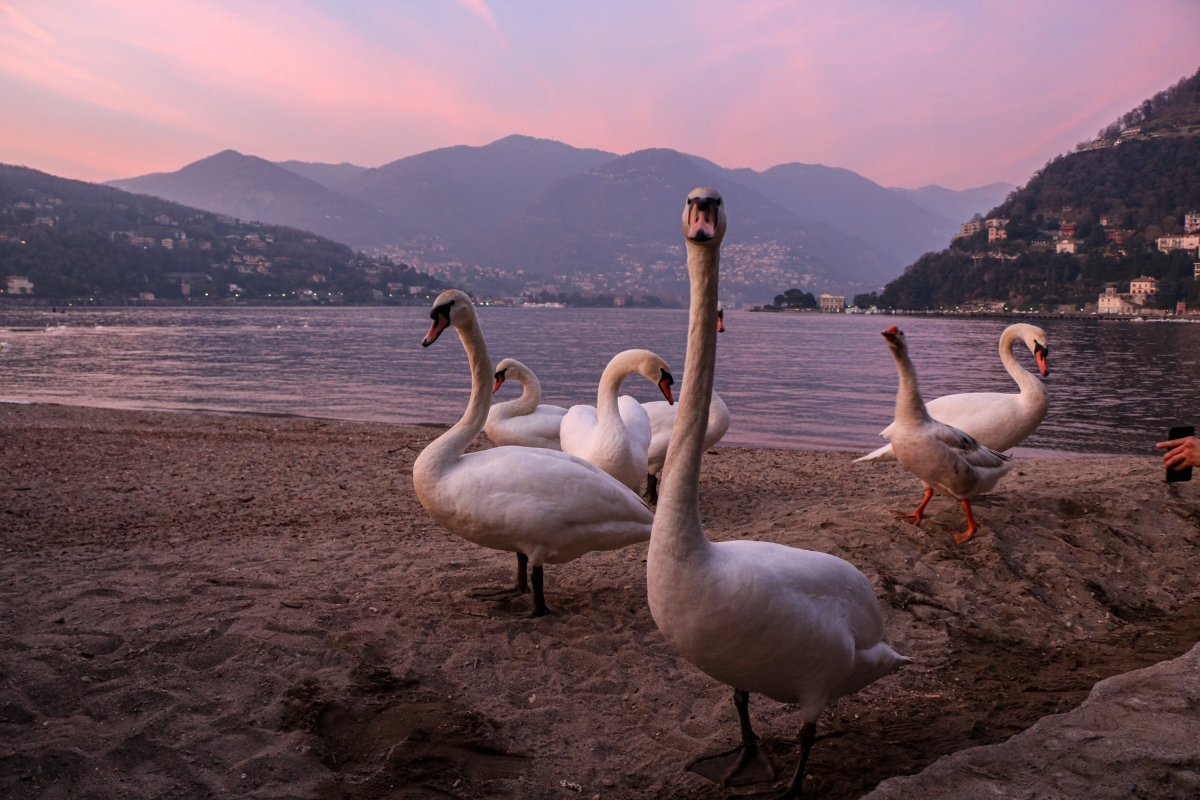 The Best of Lake Como & Bellagio Small Group Tour