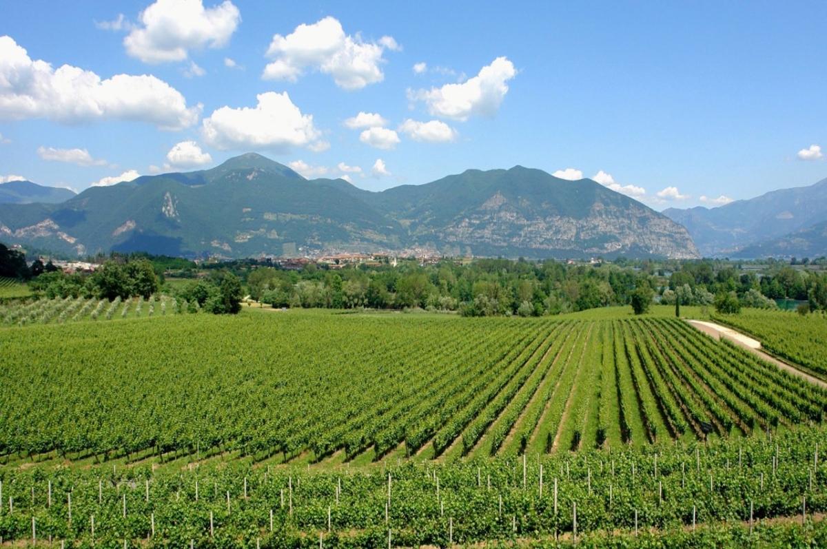 Brescia and Franciacorta Winery Area. Cultural and Wine Tasting Small Group Tour