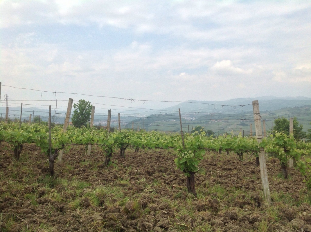 Half Day Irpinia Wine Tour From SALERNO