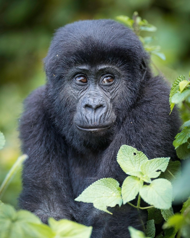 4-Day Gorilla Trekking and Kibale Chimpanzee Tour