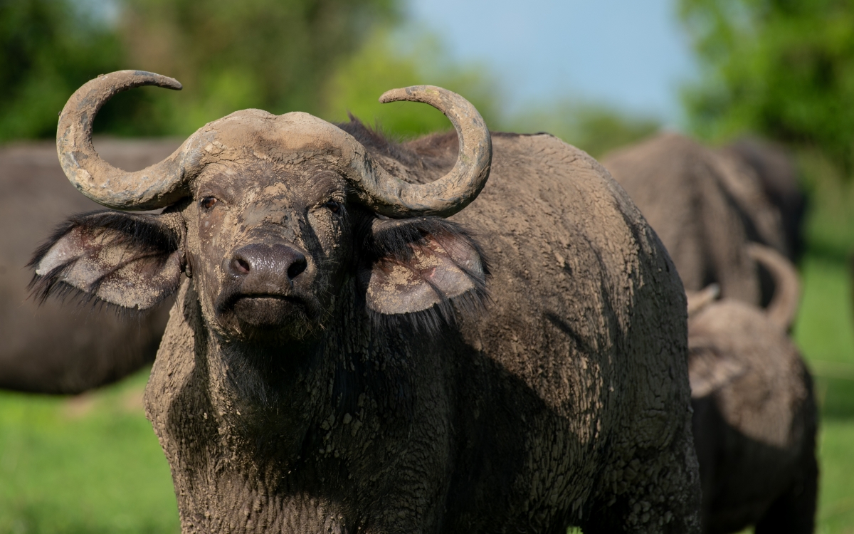 3-Day Ultimate Big Five Safari - Murchison Falls & Rhinos