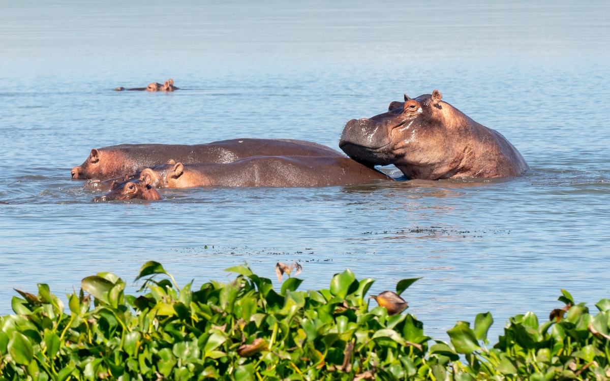 3-Day Ultimate Big Five Safari - Murchison Falls & Rhinos