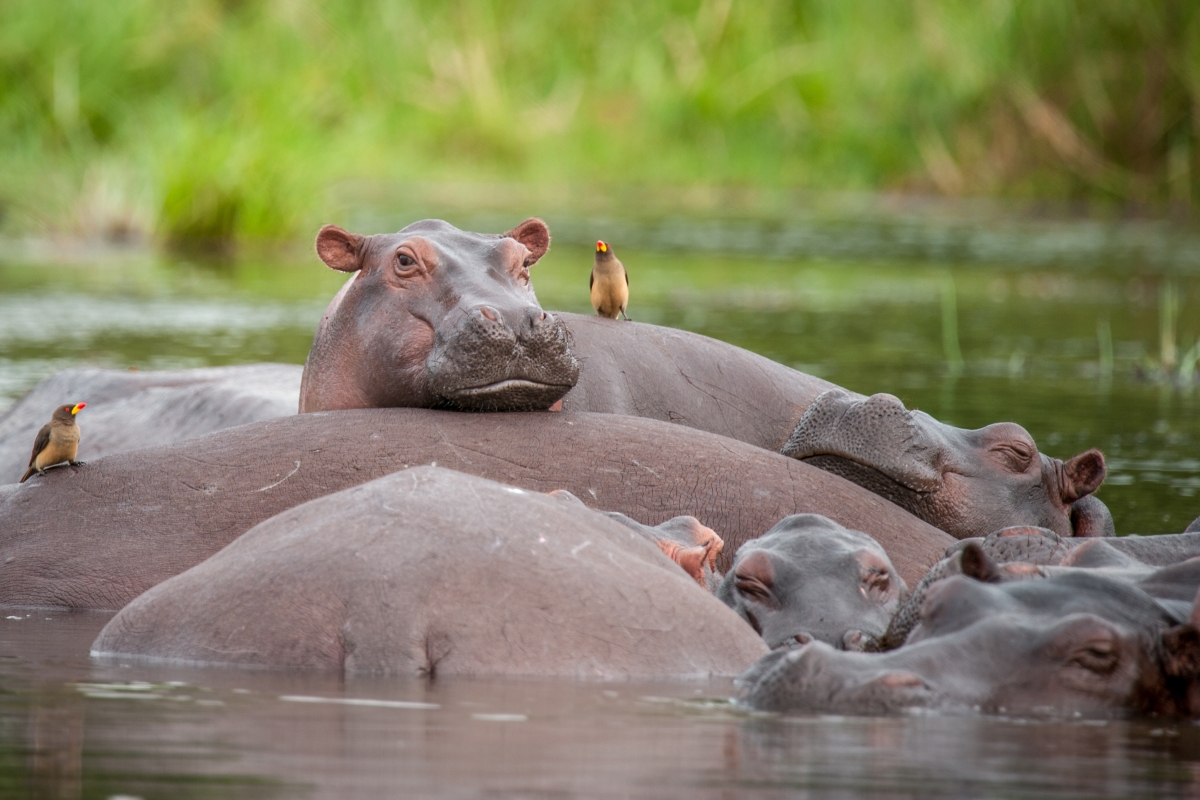 10-day Best of Primates Safari