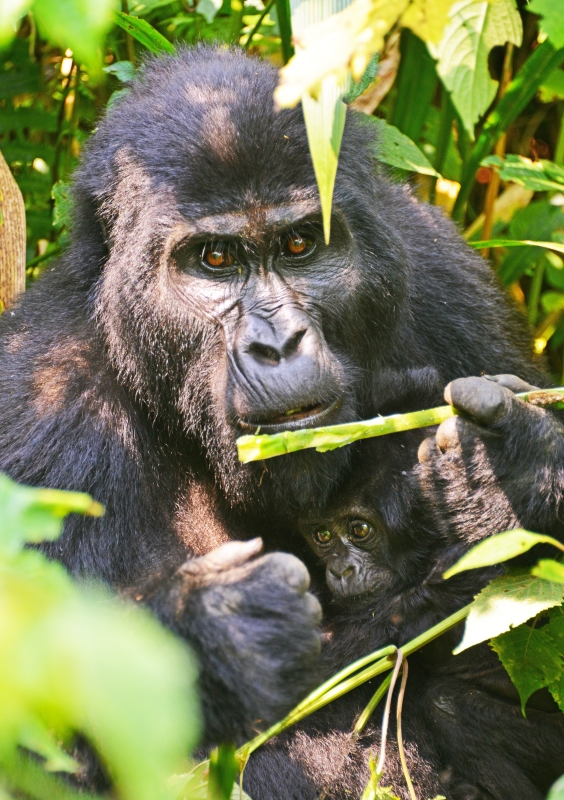 10-day Best of Primates Safari