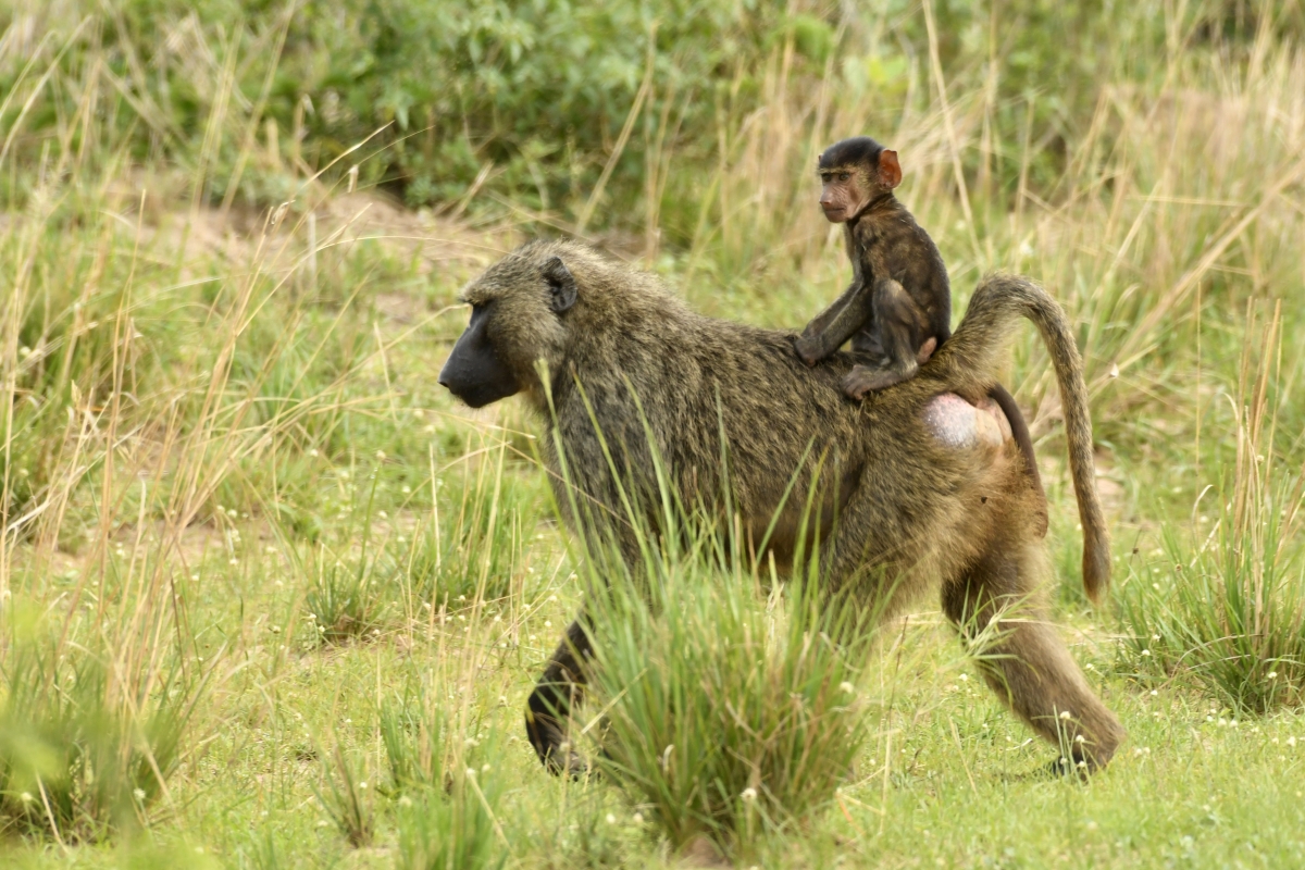 10-day Best of Primates Safari