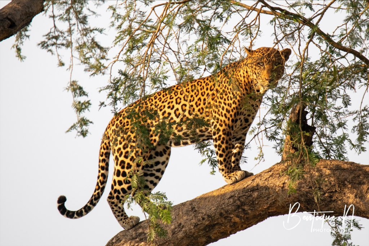 9-Day Exploring Uganda and Gorilla Trek