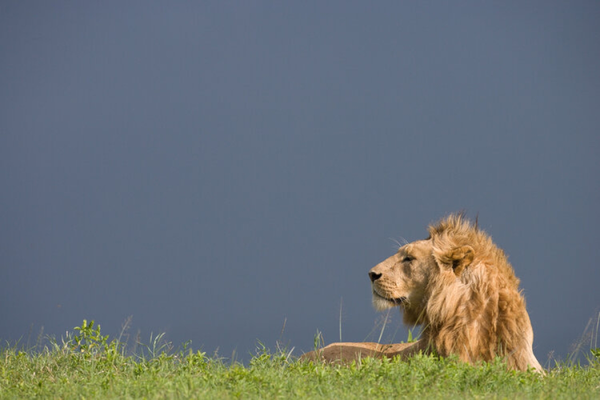 7 Days Best of Tanzania Safari