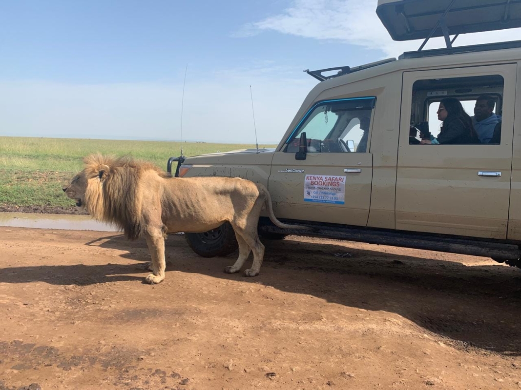 3 Days Masai Mara Group joining by safari Land cruiser