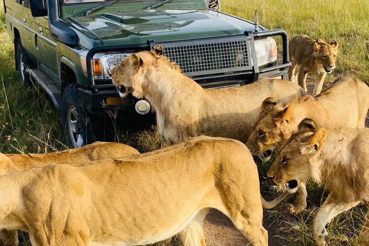 4 Days tour to Masai Mara and Lake Nakuru