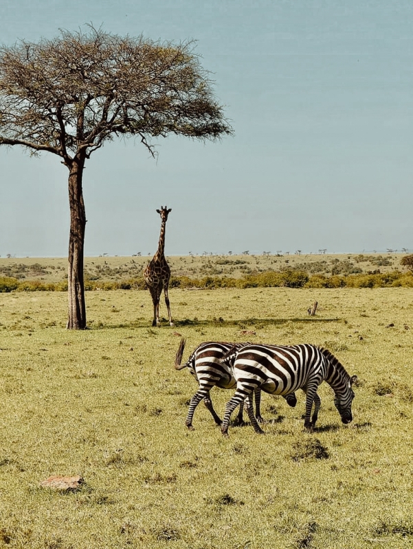 7 Days Luxury Kenya Safari - Private tour