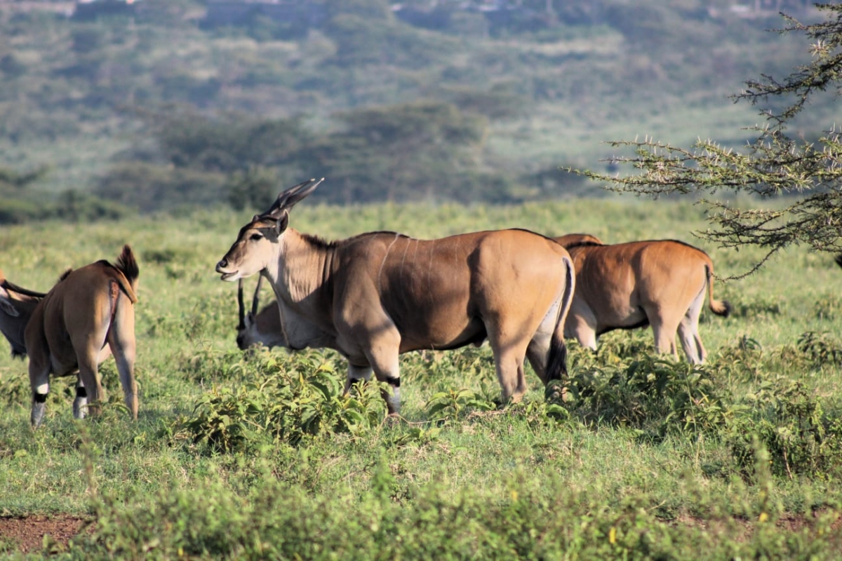 6 Days Masai Mara, Lk Nakuru & Private Amboseli tour