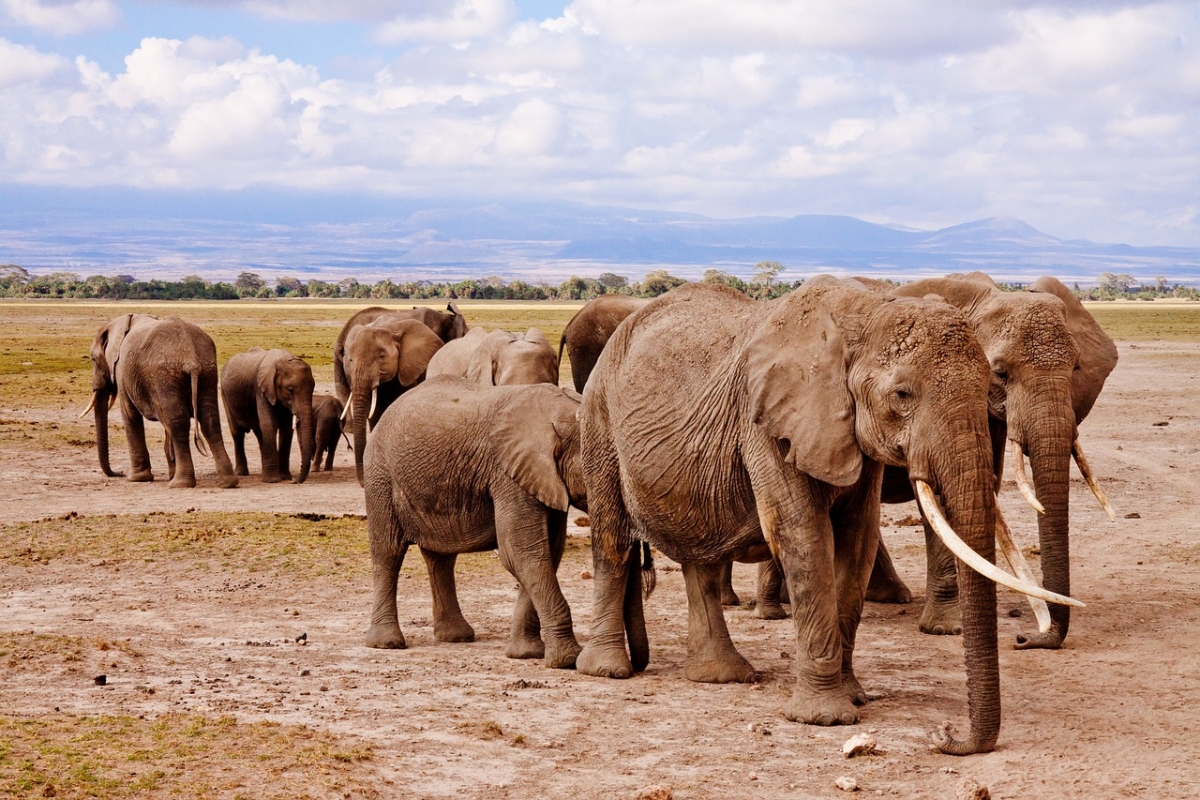 Amboseli National park- Day trip: Mt. Kilimanjaro views