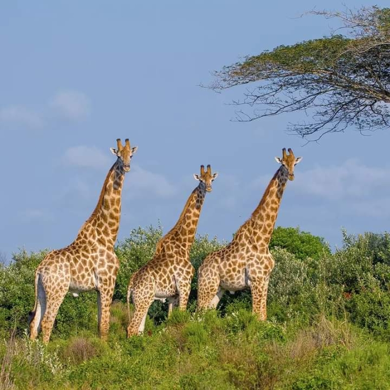 Ultimate 6-Day Amboseli-lake Naivasha-lake Nakuru-masai mara with 4x4 jeep.