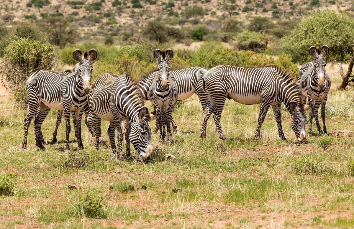 Samburu Safari Adventure: 3 Days of Wildlife Wonders and Scenic Beauty