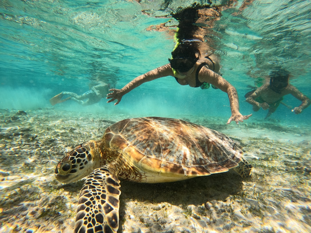 From Lombok: Full Day Snorkeling Day Trip to North 3 Gilis (Trawangan, Meno, Air)