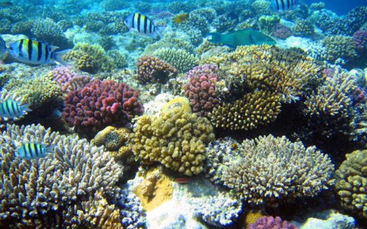Nha Trang Diving Tour at Coral Bay