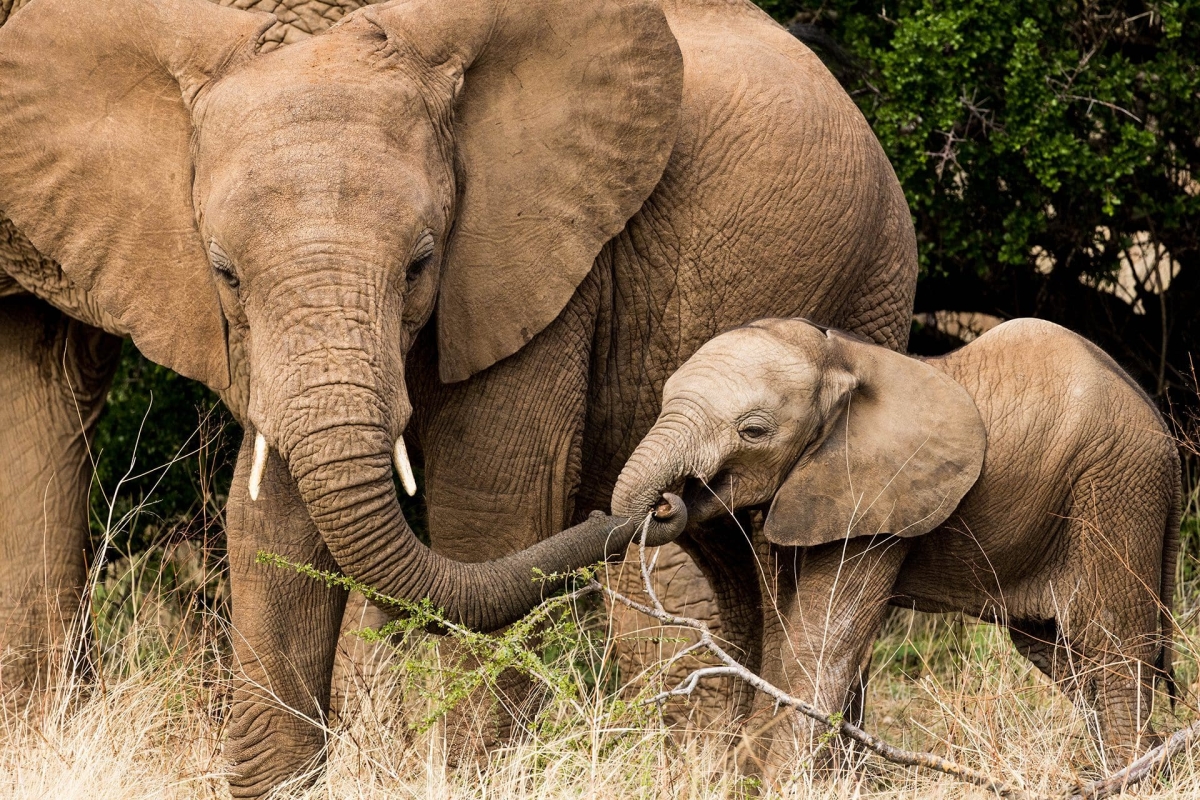 4-Day Wild Escape: A Captivating Safari Adventure in Samburu & Aberdares