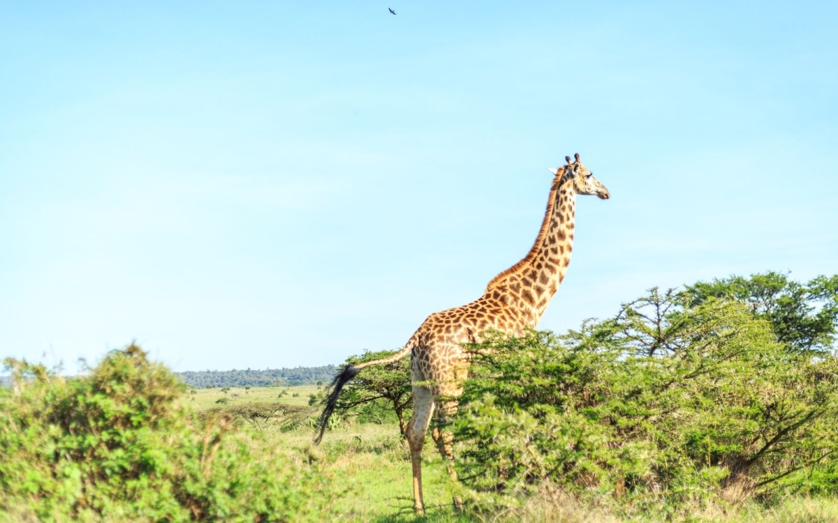 Discovering Naivasha: 5-Day Journey