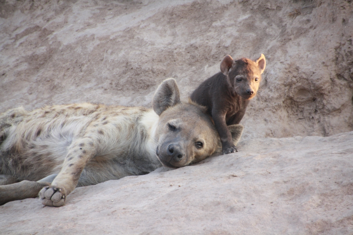 2 DAYS TSAVO WEST SAFARI