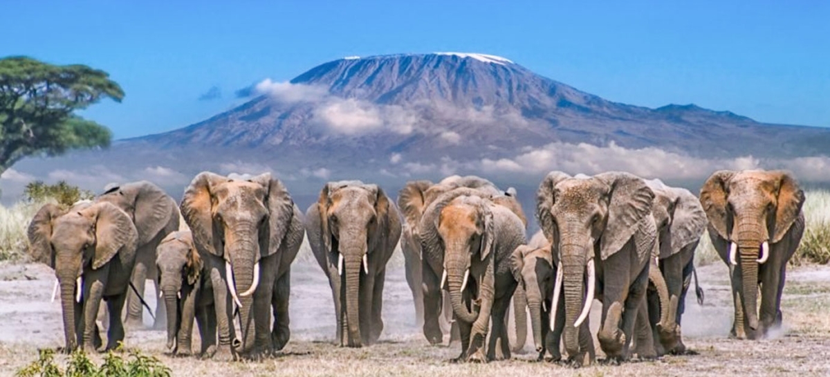 6 Days Amboseli, Lake Naivasha &Masai Mara Private Luxury Safari