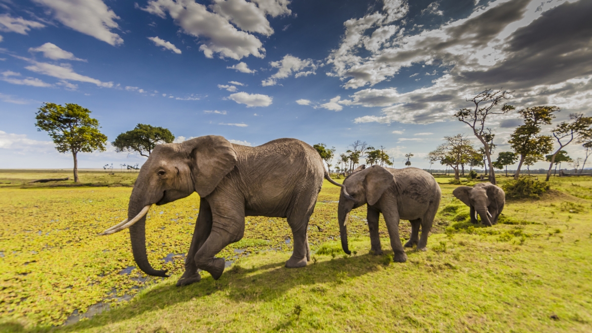 6-Day Highlights of Kenya & Tanzania Wildlife Safari Trail