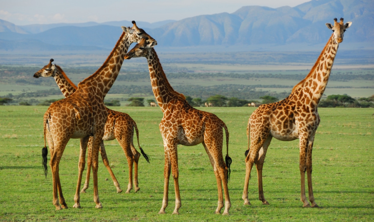 Iconic Kenya Safari: Explore Amboseli, Nakuru & Masai Mara in 5 Days