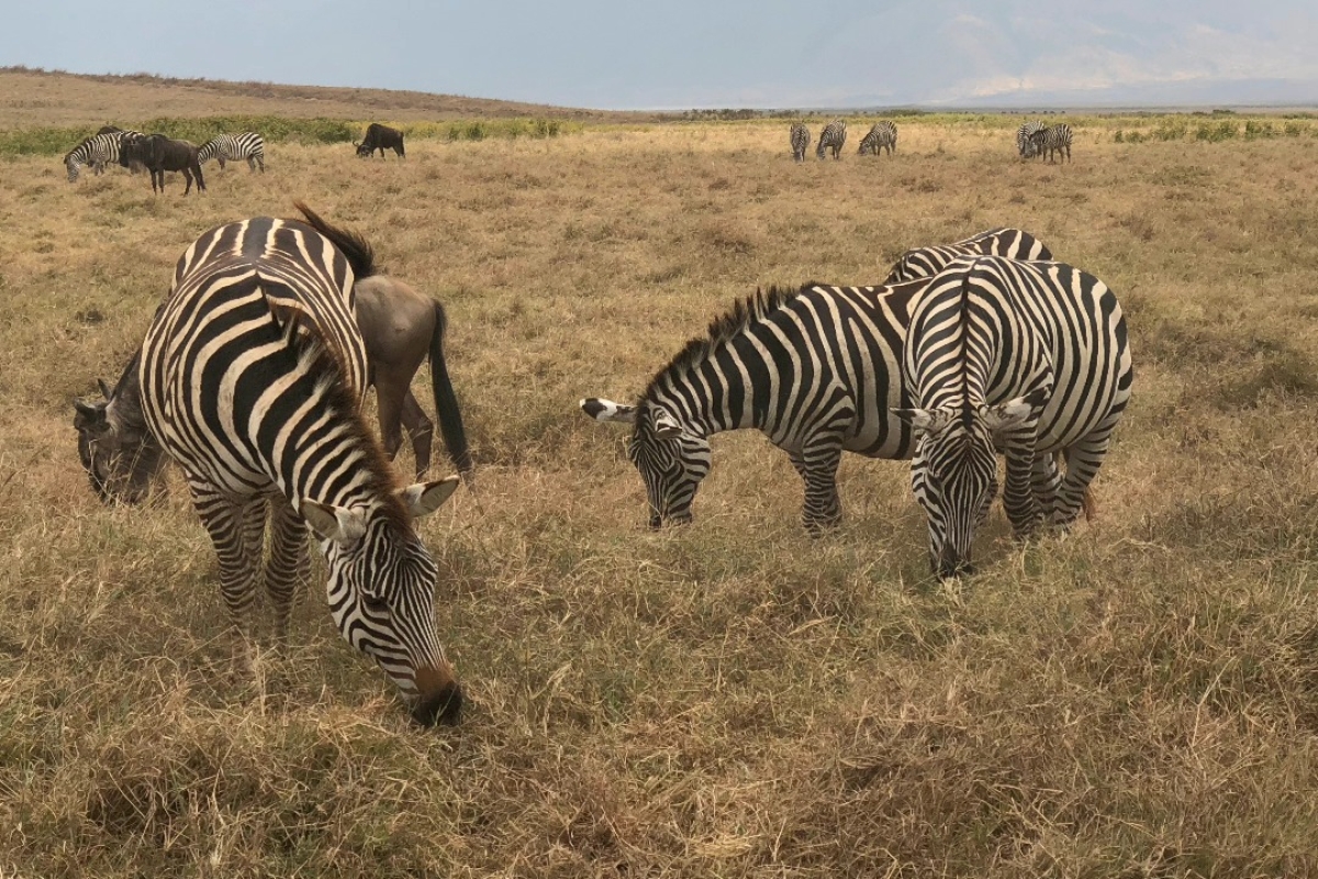 Explore Kenya's Wild Heart: 5-Day Samburu, Ol Pejeta & Aberdares Safari