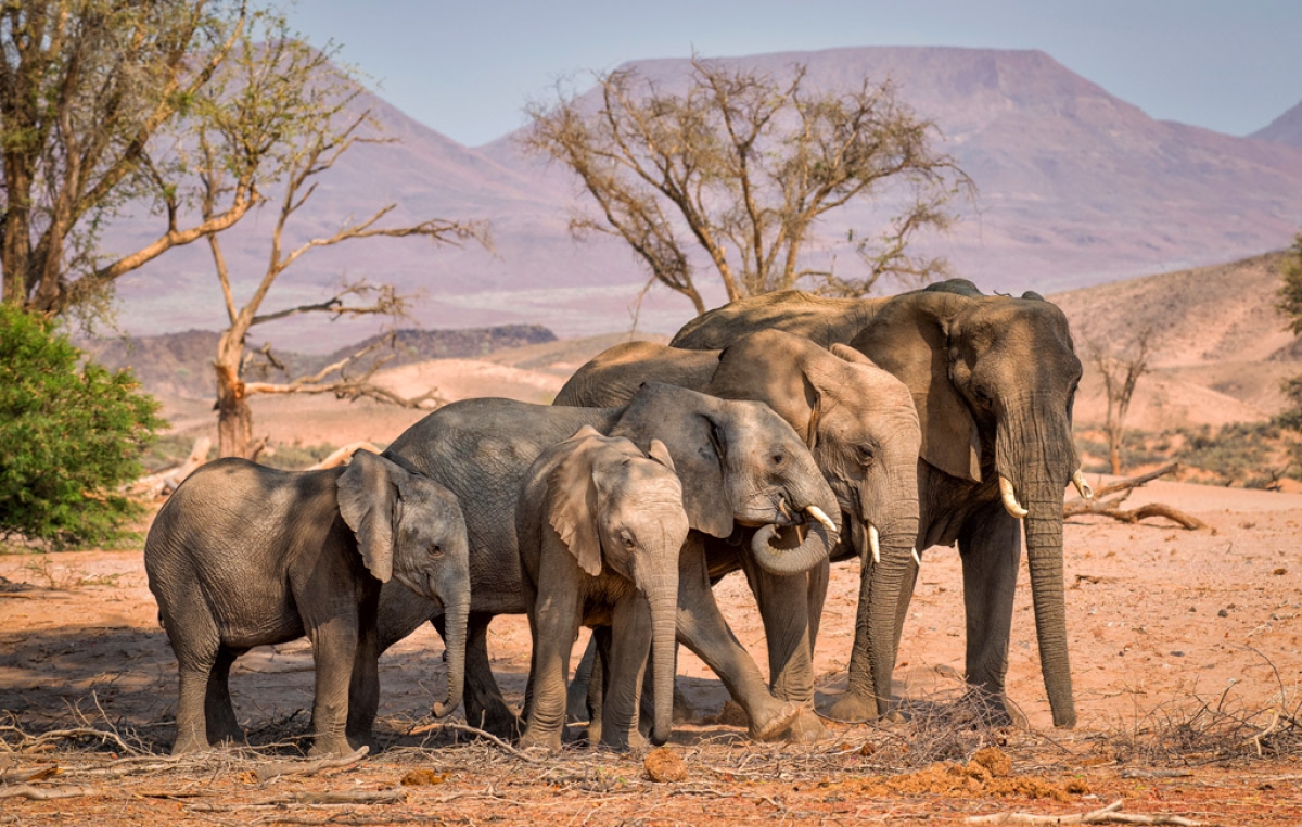 5 Days Across Amboseli and Tsavo: Discover Kenya’s Majestic Wildlife